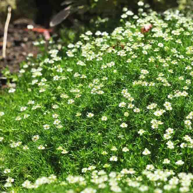 Мшанка шиловидная Green Moss (Грин Мосс) купить выгодно✵Сады-Эдема.рф–интернет магазин растений для сада